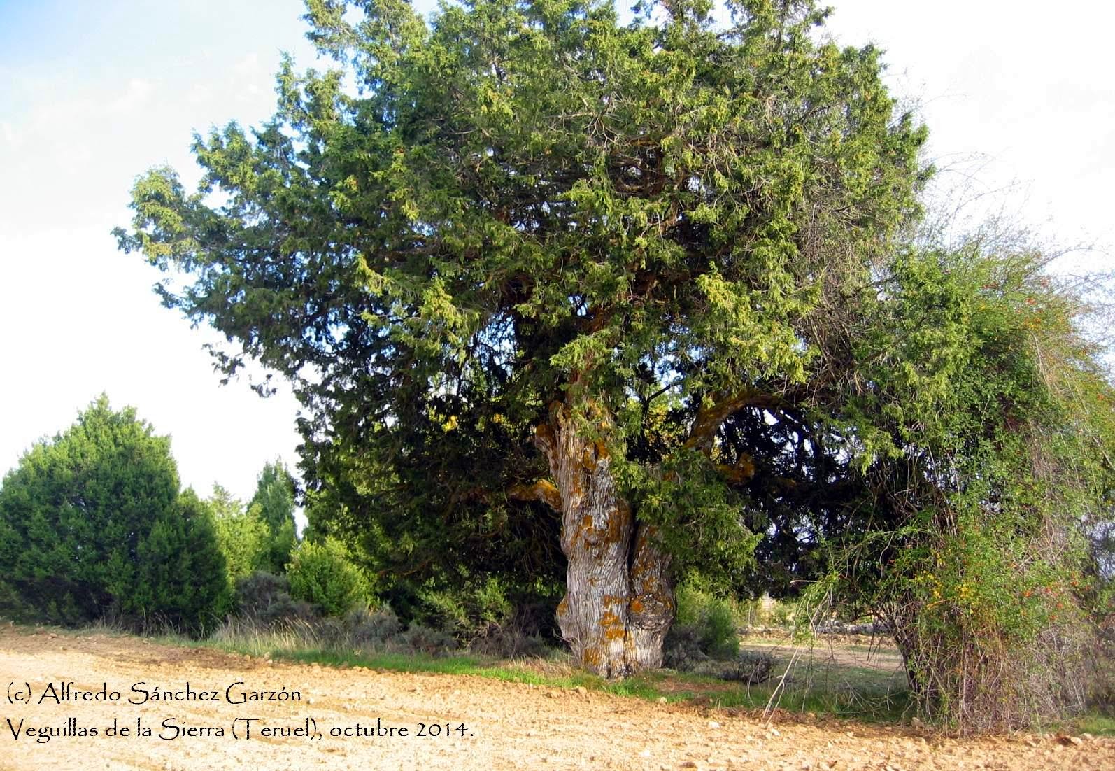veguillas-sierra-sabina-juniperus-thurifera veguillas-sierra-sabina-juniperus-thurifera