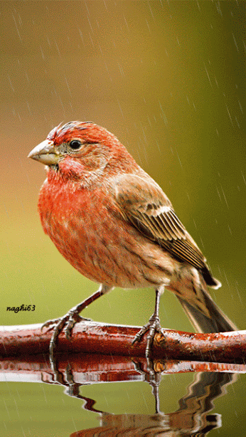 Animated+Bird.gif