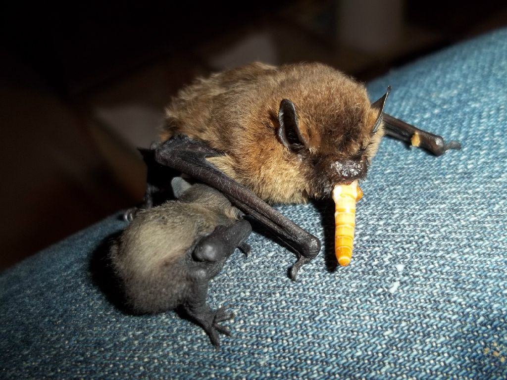 Bat Conservation Trust It's Just Not Summer Without Bats
