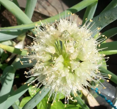 El Cebollino (Allium Schoenoprasum)
