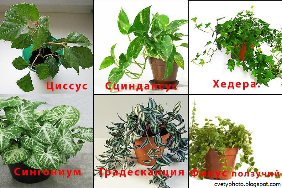 комнатные растения фото с названиями по алфавиту