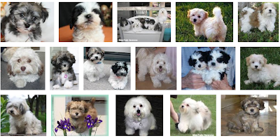 Havanese Puppy Breeders