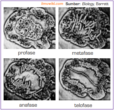 contoh pembelahan mitosis pada sel bawang