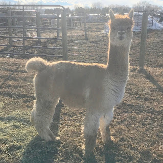 Alpaca named Cowboy with his tail up making himself look larger