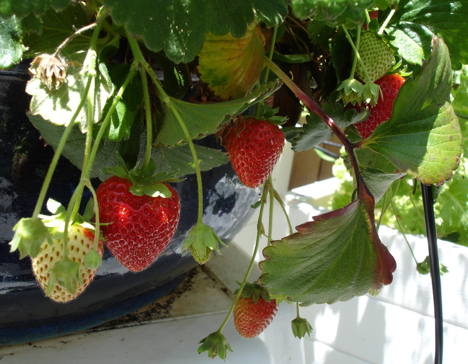 My Bay Area Garden Bare Root Strawberries and a Rhubarb Crown Mail