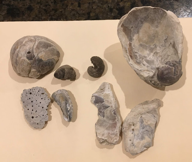 W.M. Browning Cretaceous Fossil Park