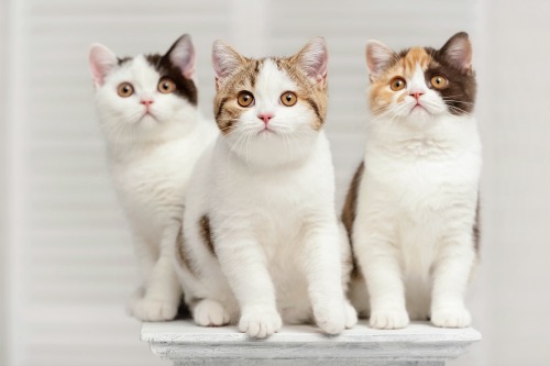 1 in 3 cats develop kidney disease IDEXX photo of three cats