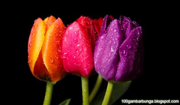 Sejarah dan Asal usul Bunga  Tulip  Gambar  Bunga 