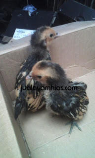 Galeri Foto Ayam Batik Kanada Cokelat Gold Terbaru 4 Galeri Foto Ayam Batik Kanada Cokelat Gold Terbaru Jual Ayam Hias Ayam Batik Kanada Usia 1 Bulan