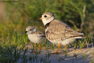 Image of piping plovers