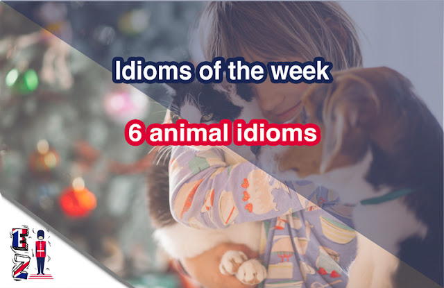 six-animal-idiom six animal idoms that could be used in the daily conversations.