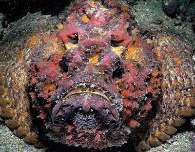 Stone Fish Stone Fish