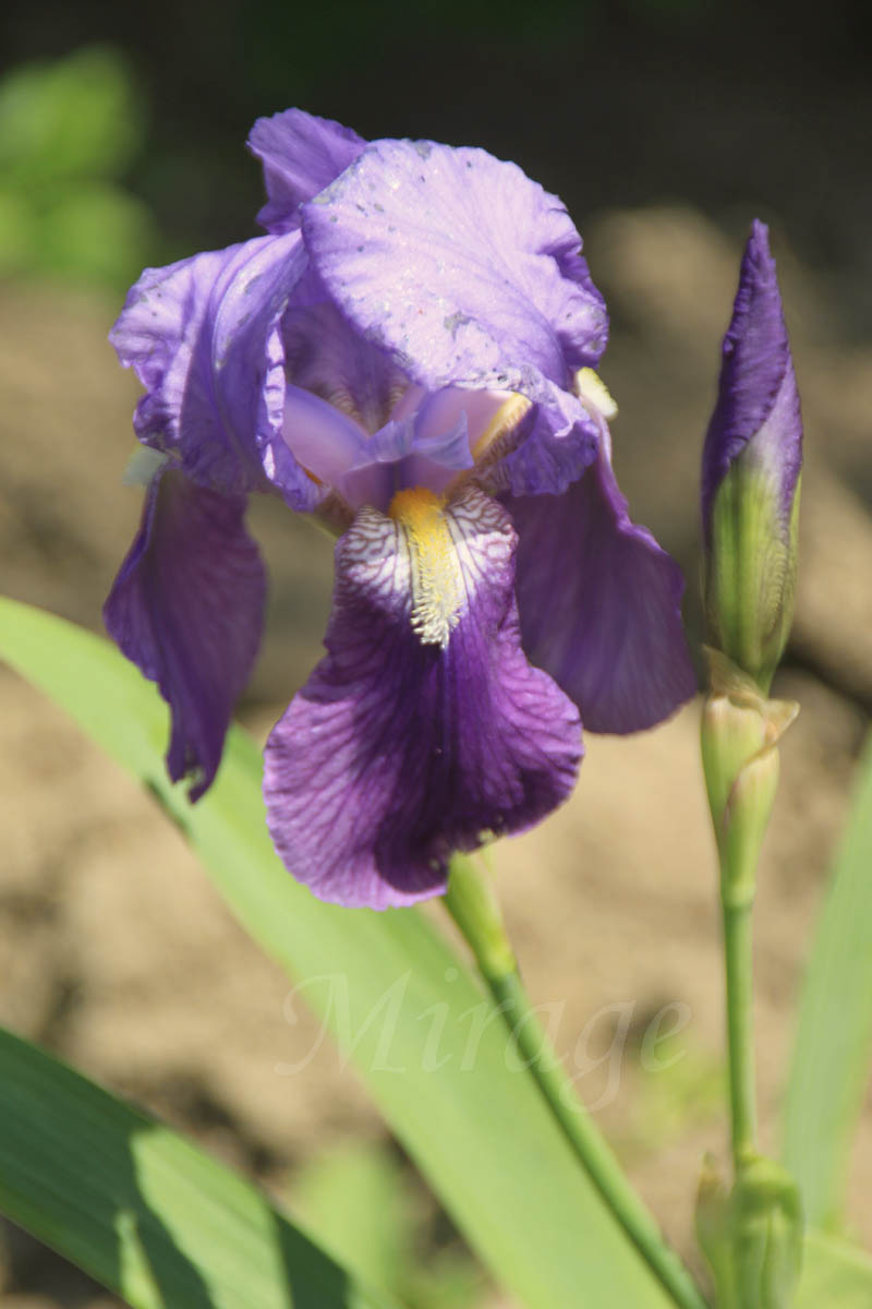 Iris flower, danube island
