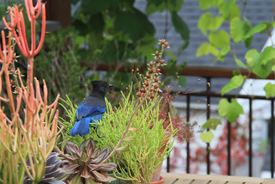 A Stellers Jay Inspecting the Crassula muscosa var. pseudolycopodiodes