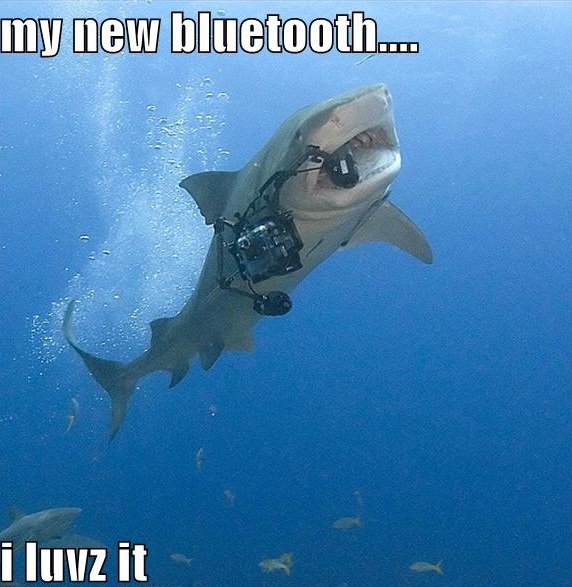Funny Shark Pictures 42