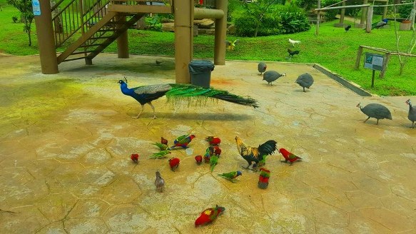  mesti ramai pernah mengunjungi taman burung Kuala Lumpur Taman Burung Melaka 2019! Review tempat menarik dan unik di negeri bersejarah.