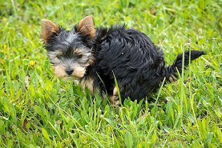dog idiomatic expression - idioms