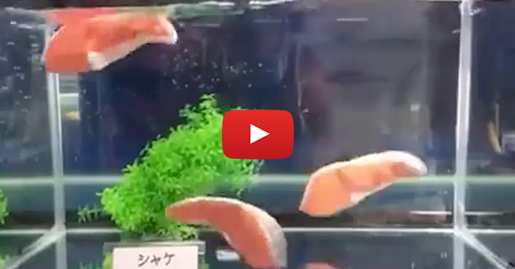 Fresh Salmon Cuts Swimming in an Aquarium