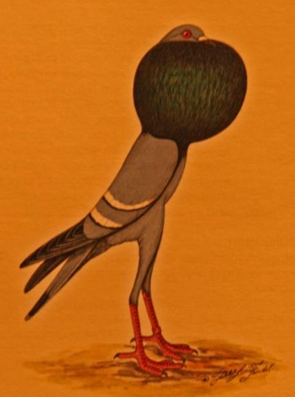 World of Pigeons and Doves: Brunner Pouter ( Brünner Kröpfer )