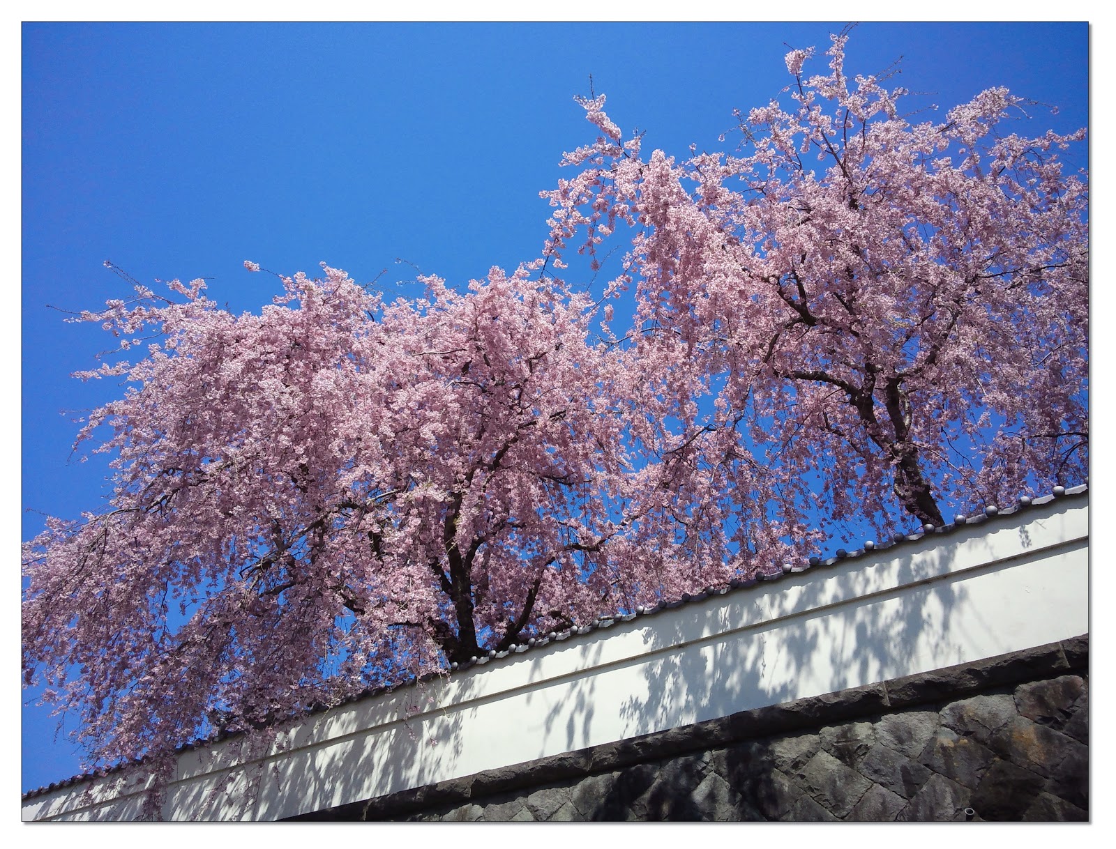 Happy Catholic* Worth a Thousand Words Cherry Blossom Day