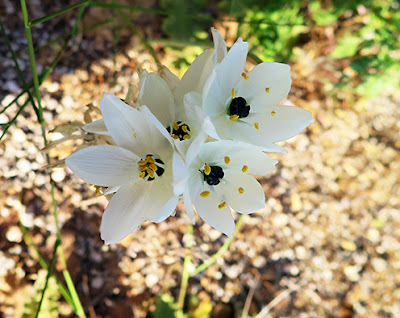 Estrella de Belén (Ornithogalum arabicum) flor silvestre blanca