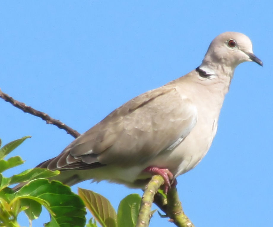 Foto Blog Puerto Rico Fotos de Aves en Puerto Rico