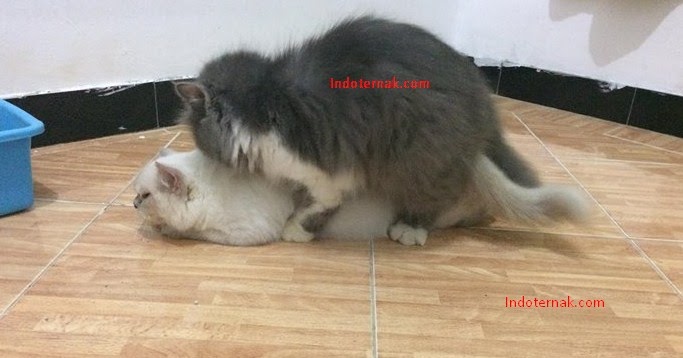 Ciri-ciri Kucing Jantan Betina Birahi siap Kawin - Indoternak