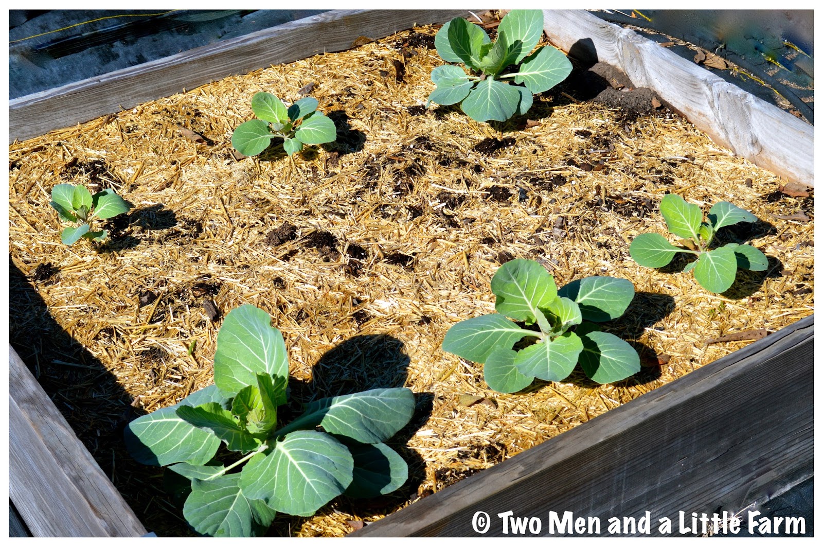 Two Men and a Little Farm