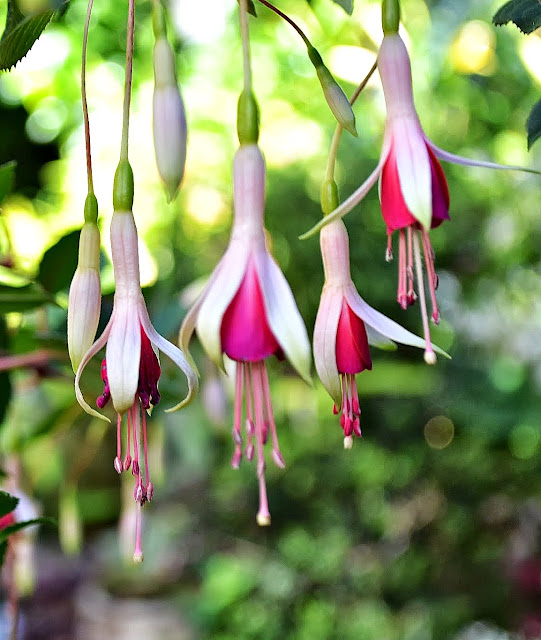 The Outlaw Gardener Hardy Fuchsias, my favorite plant in the garden