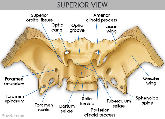 해부 골학 나비뼈 접형골 Sphenoid bone ~ Healthy Happy