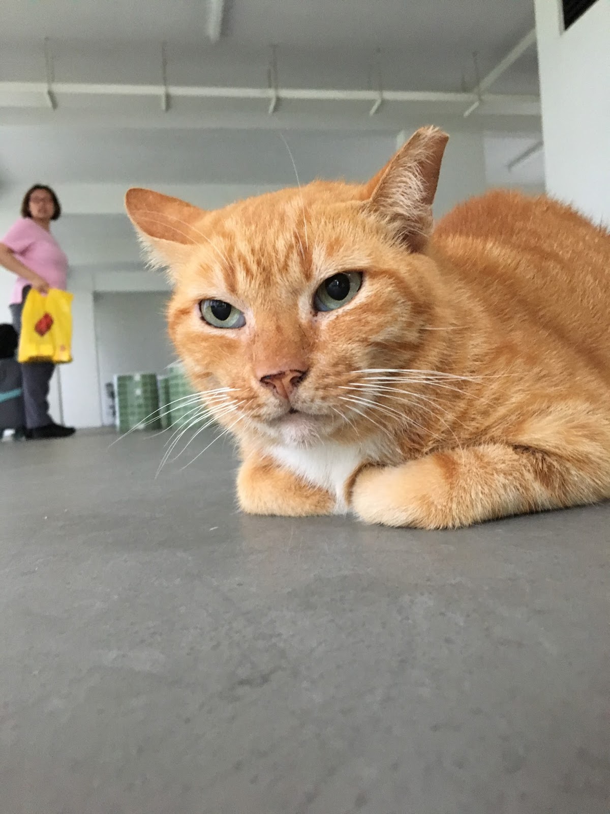 Singapore Community Cats