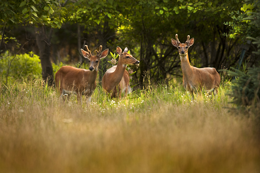 Glen's Images Wildlife along the Fox River Valley.