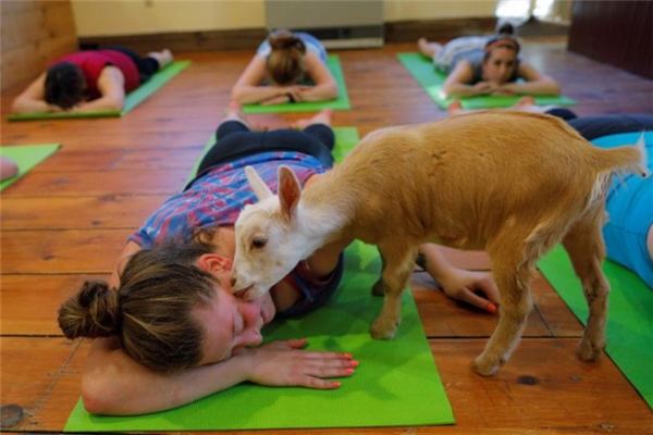 Lạ lùng trào lưu tập yoga với... dê