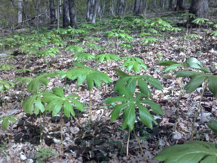 Divinebunbun's Rugged Rural Missouri What Mayapples Can Tell You