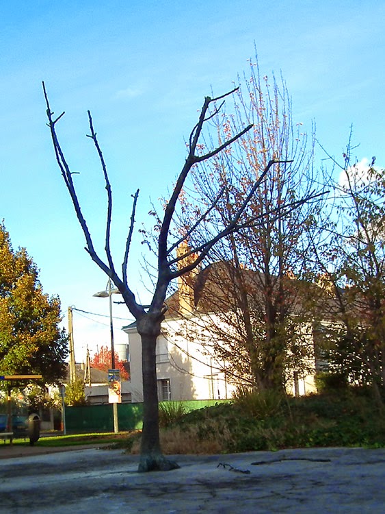 Days on the Claise The Dead Cherry Tree