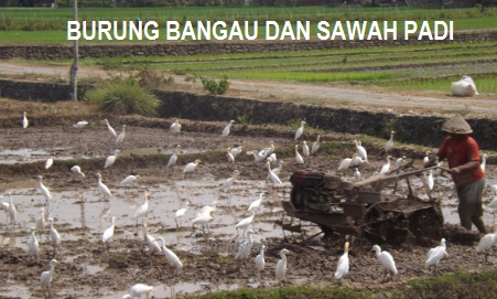 Anim Agro Technology Burung Bangau Satu Pengenalan