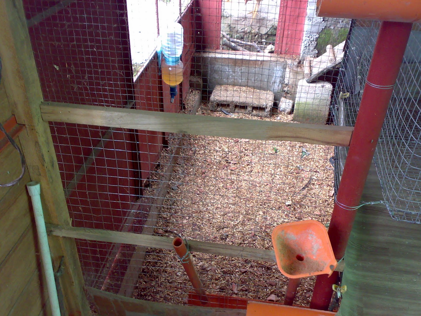 On Raising Chickens in the Backyard Feeding Trough