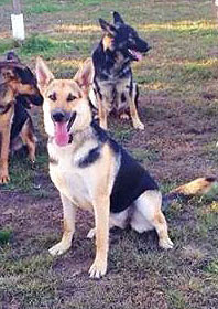 Morgan German Shepherd of Sugar Creek Farms Niota, IL Morgan of Sugar Creek Farms Niota, IL