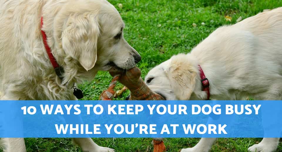 10 Useful Ways to Keep Your Dog Busy While You're at Work by Pets