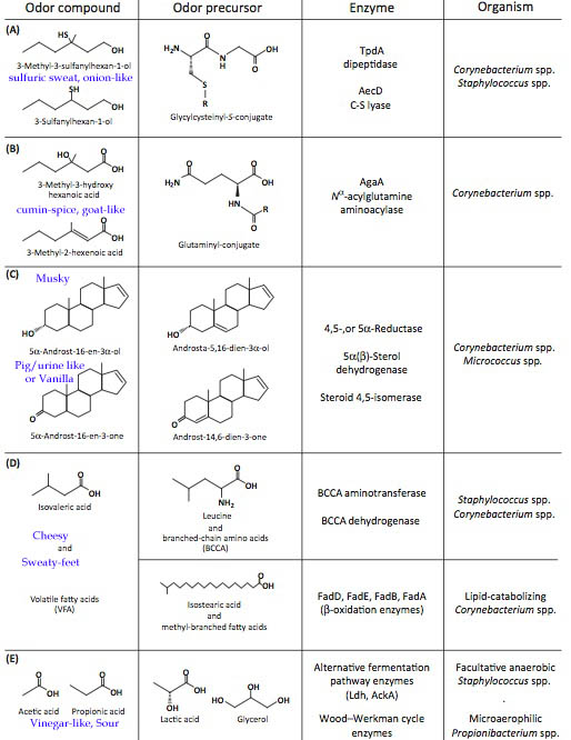 Olfactics And Olfactory Diagnostics Body Odor And Skin Bacteria olfactics-and-olfactory-diagnostics-body-odor-and-skin-bacteria
