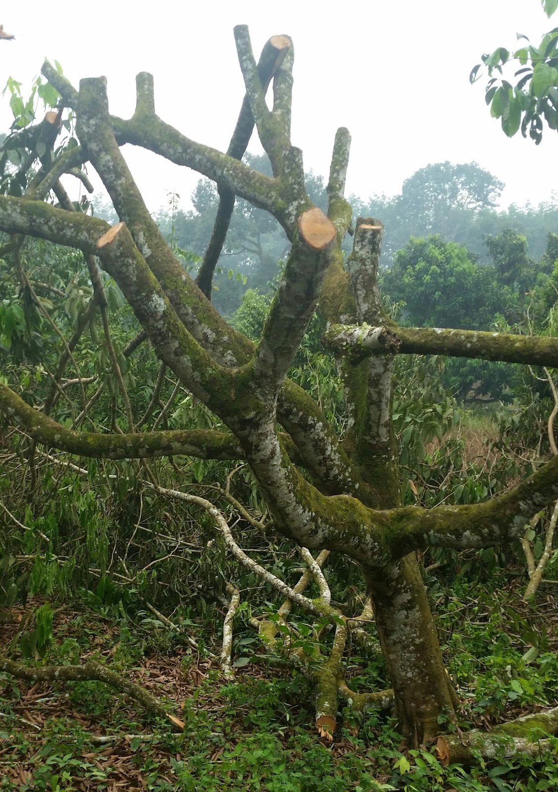 Warisan Petani: Tanaman Rambutan.