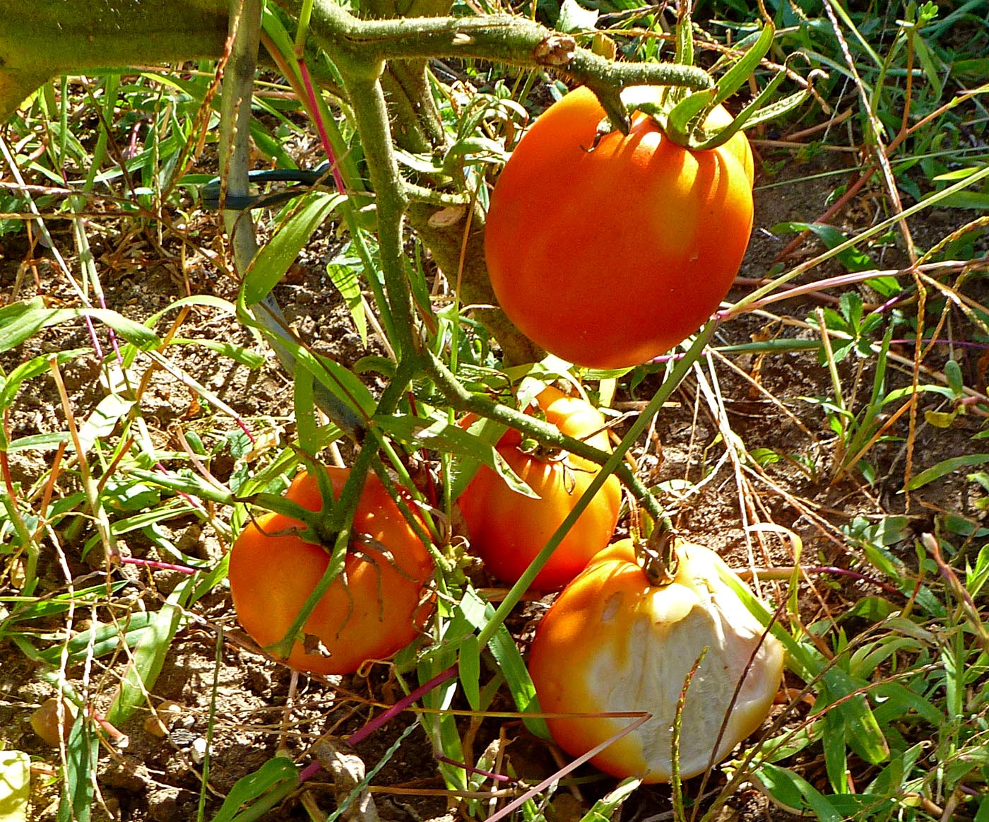 Living the life in SaintAignan Sunburned tomatoes