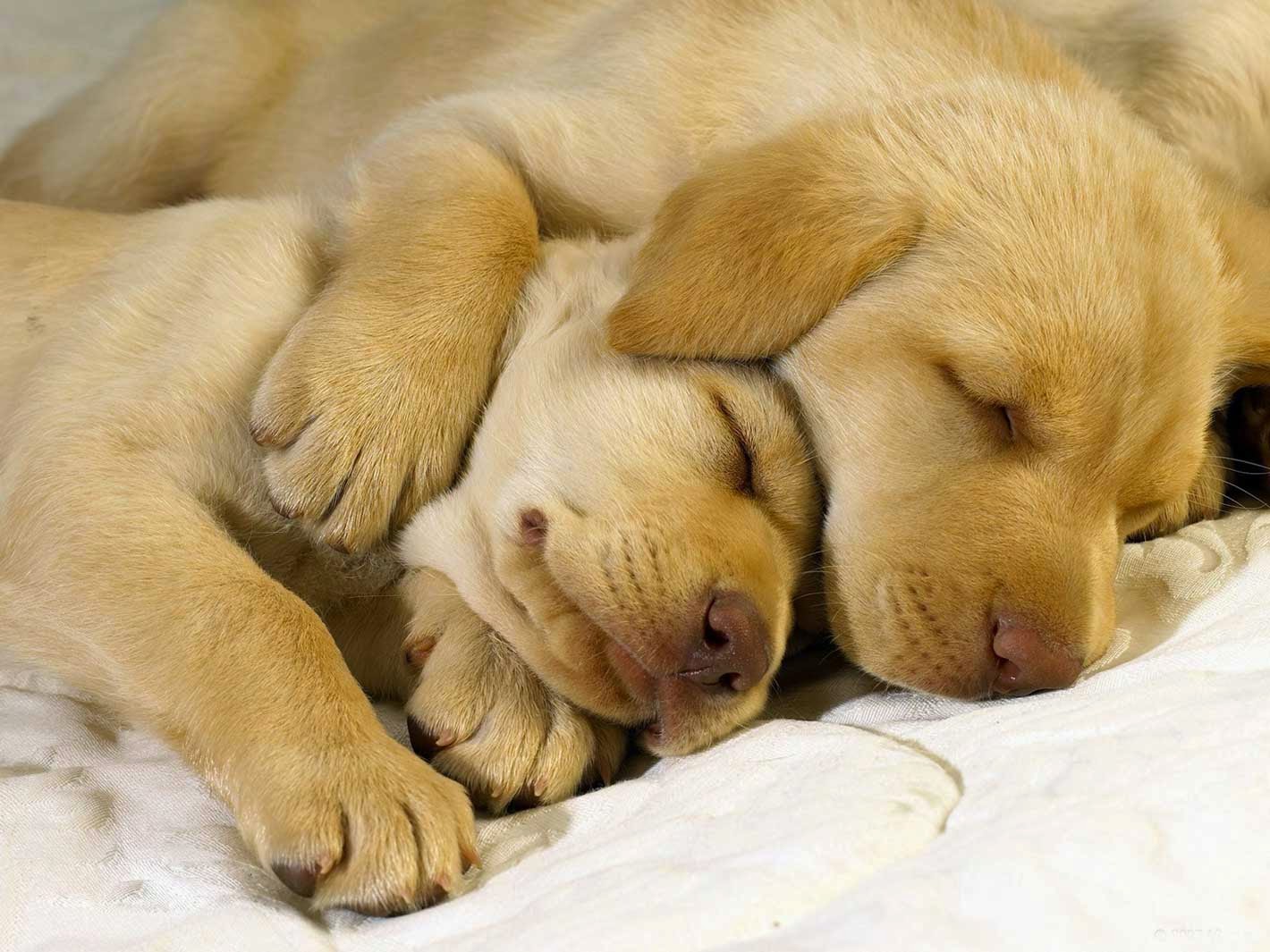 Cute Dogs Sleeping Love