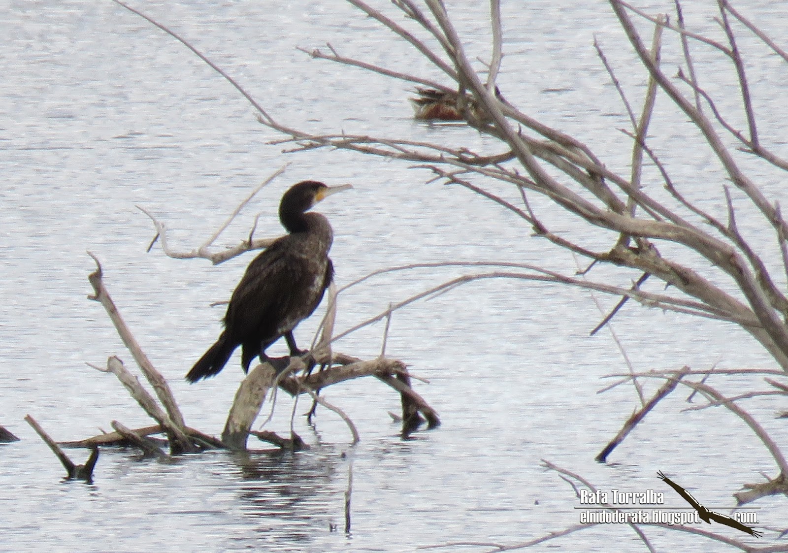 El Nido de Rafa La Mancha Húmeda
