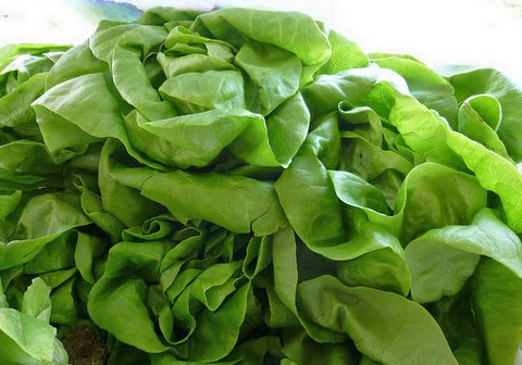 Butterhead Lettuce