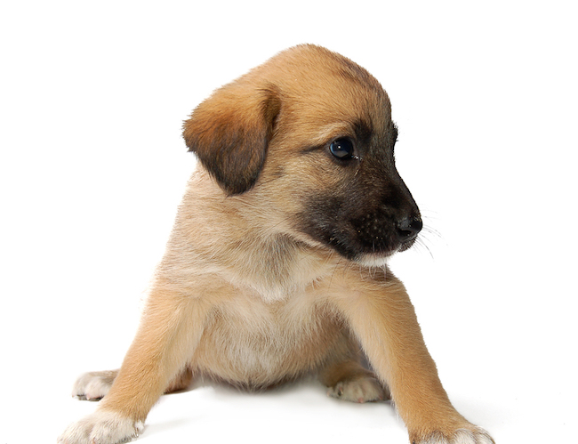O que é preciso saber antes de adotar um pet?