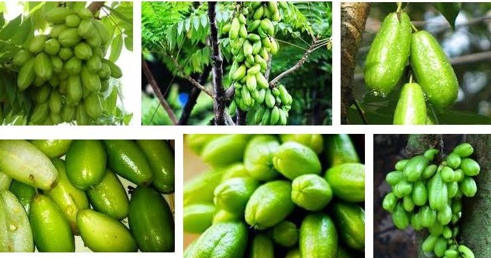 15 Manfaat Belimbing Wuluh Untuk Kesehatan Obat Penyakit Muttaqin Id