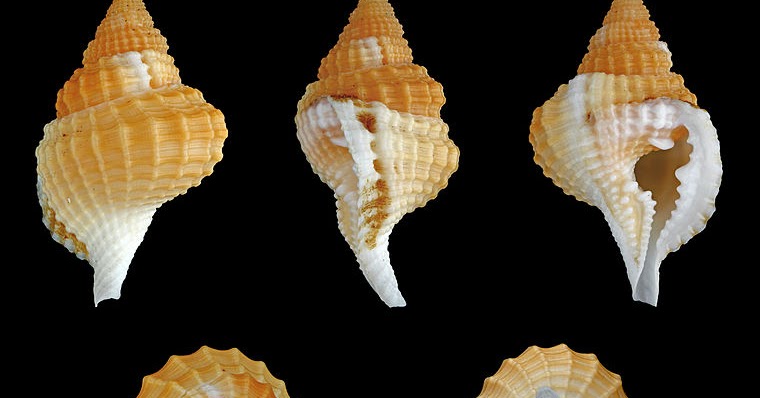 Variety of Life: Personidae