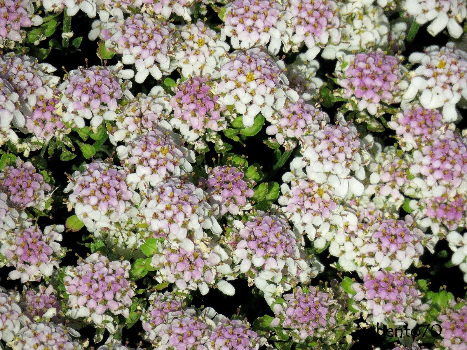 Birding Cascais Flora do Parque Natural