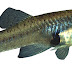 Mosquitofish In Australia - Gambusia Fish